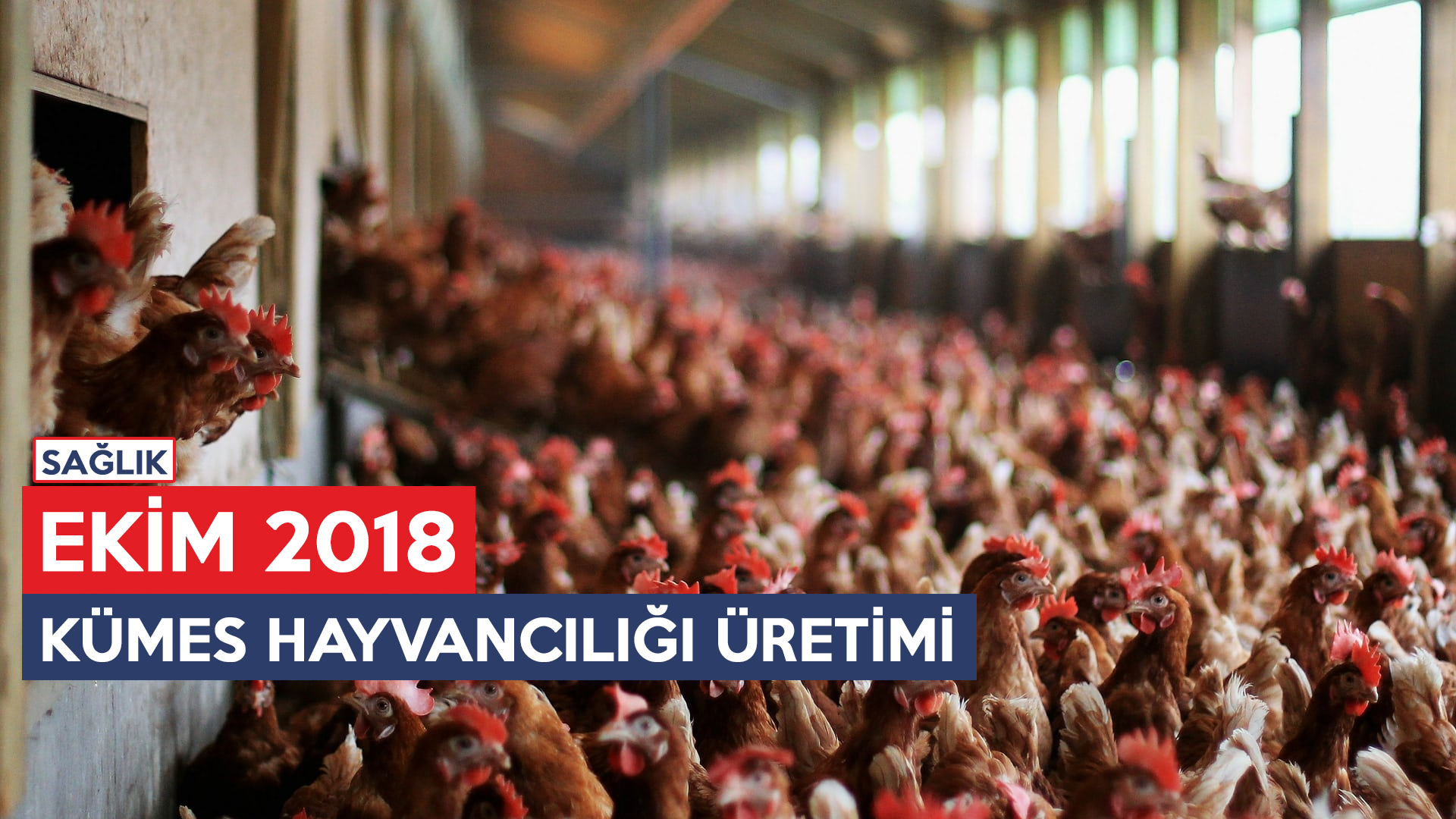 KÜMES HAYVANCILIĞI ÜRETİMİ