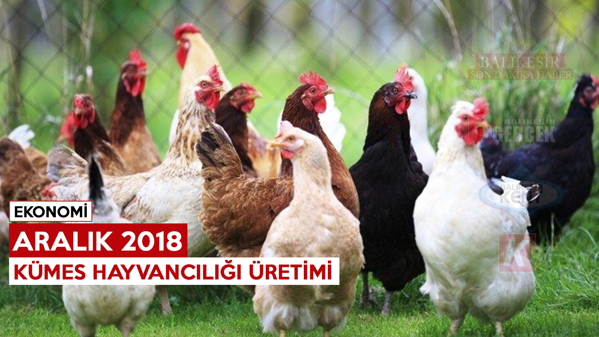 KÜMES HAYVANCILIĞI ÜRETİMİ, ARALIK 2018