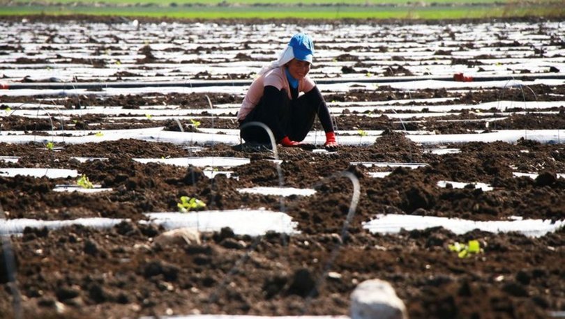 TARIMSAL İŞLETME İŞGÜCÜ ÜCRET YAPISI, 2018
