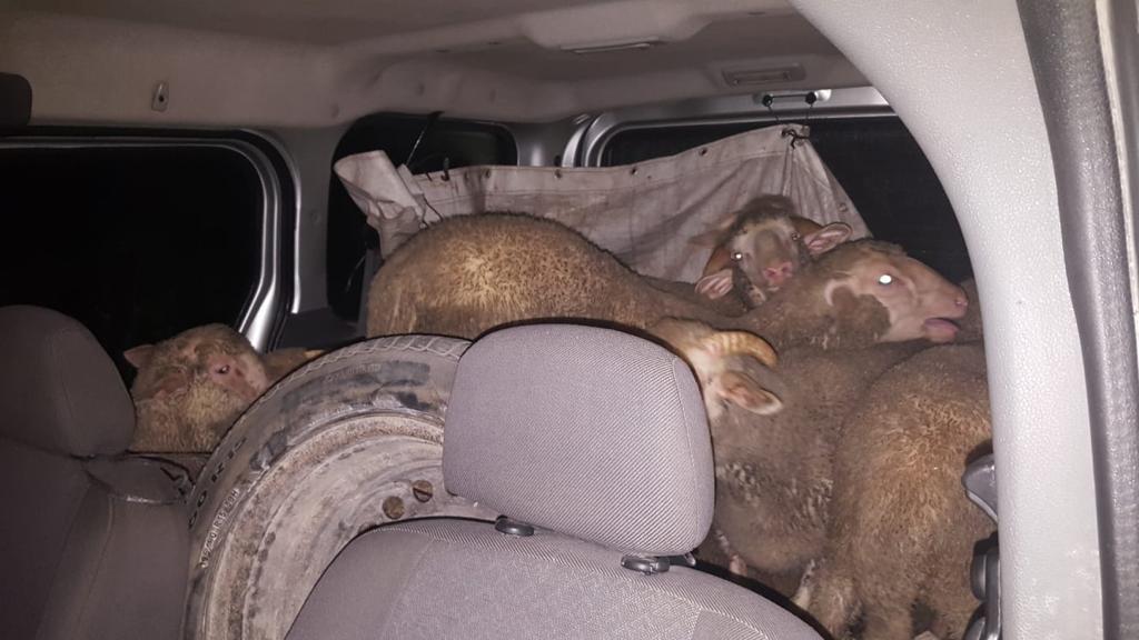 HAYVAN HIRSIZLARI YAKALANDI