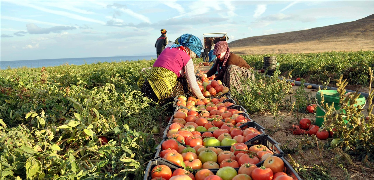 TARIM- ÜFE MAYIS AYINDA %0,95 AZALDI