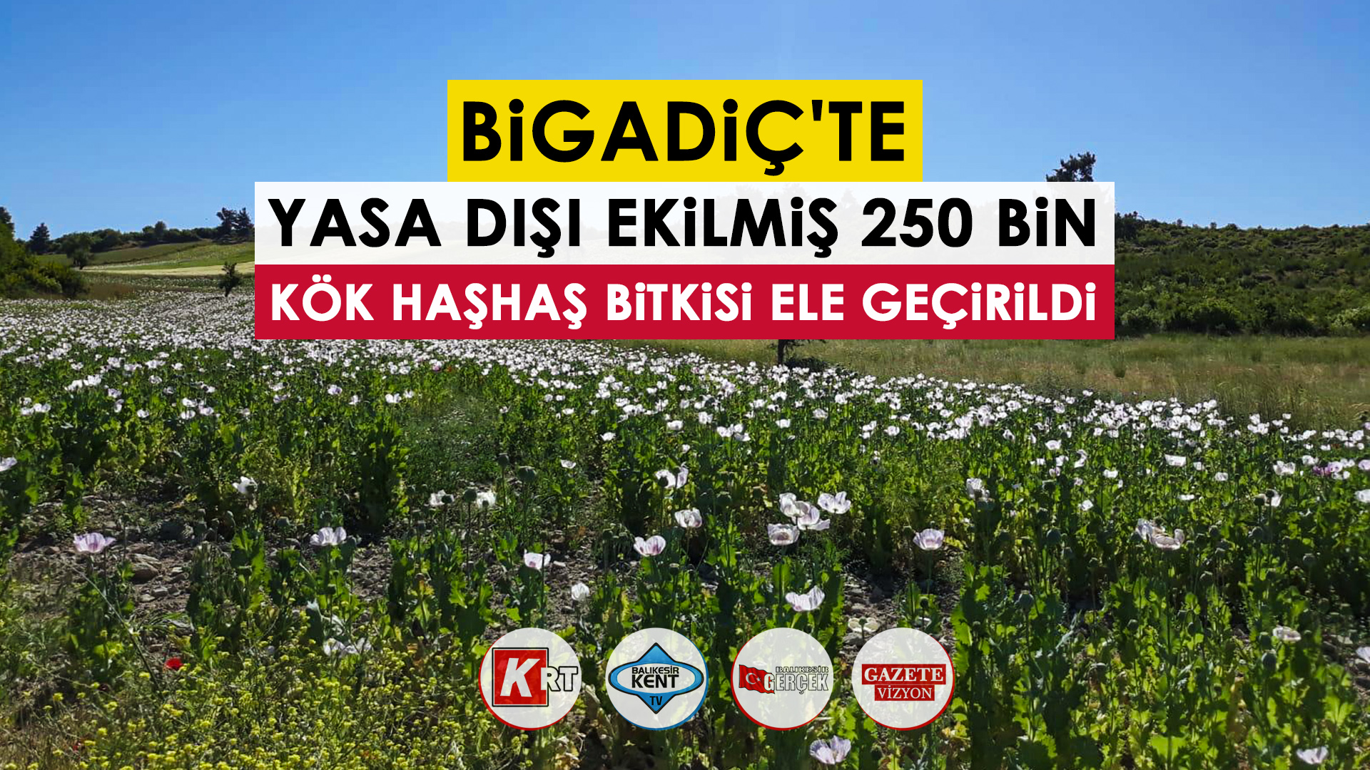 YASA DIŞI EKİLMİŞ 250 BİN KÖK HAŞHAŞ BİTKİSİ ELE GEÇİRİLDİ