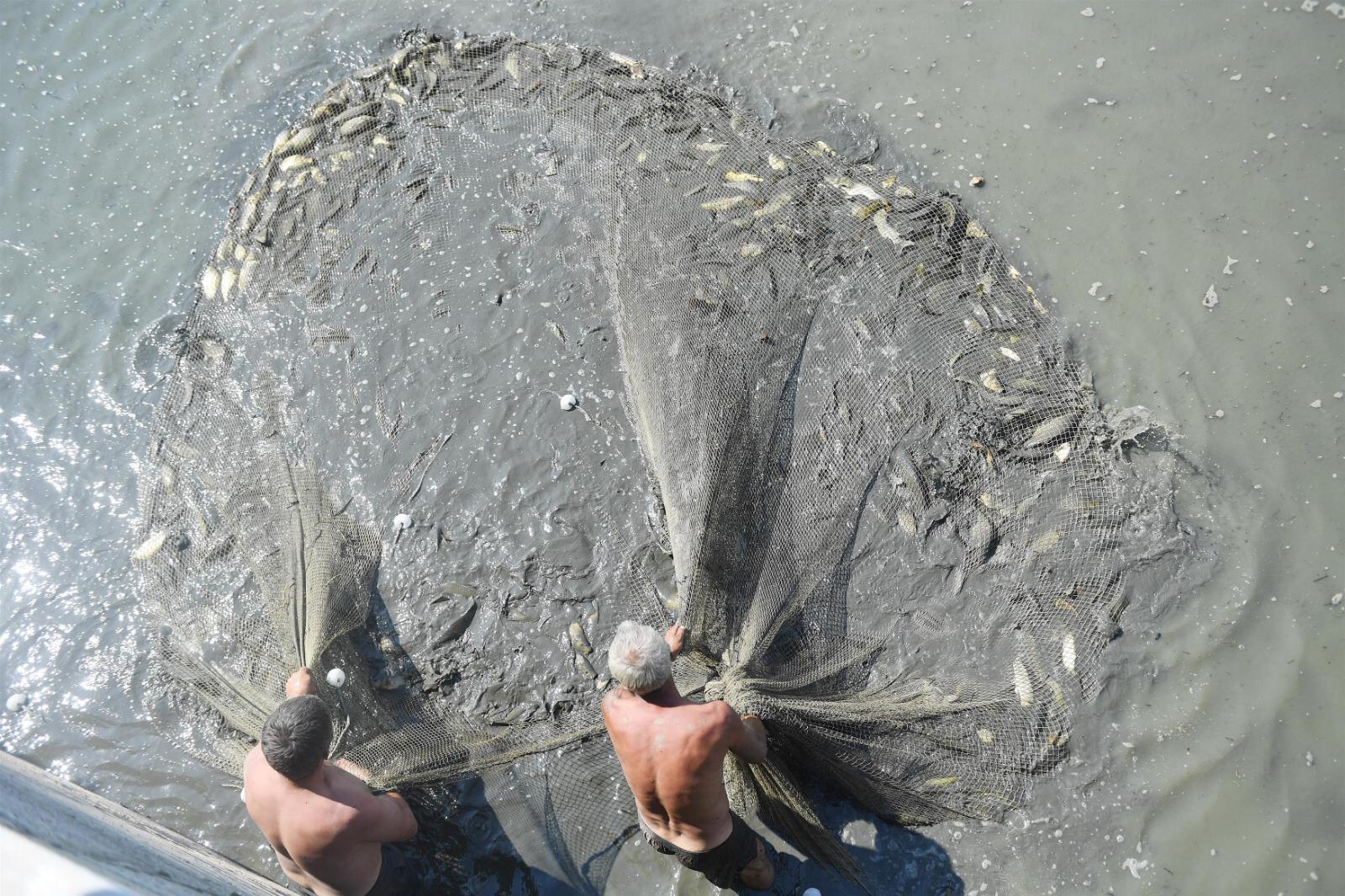 BALIKLAR DOĞAL YAŞAM ALANLARINA TAŞINIYOR