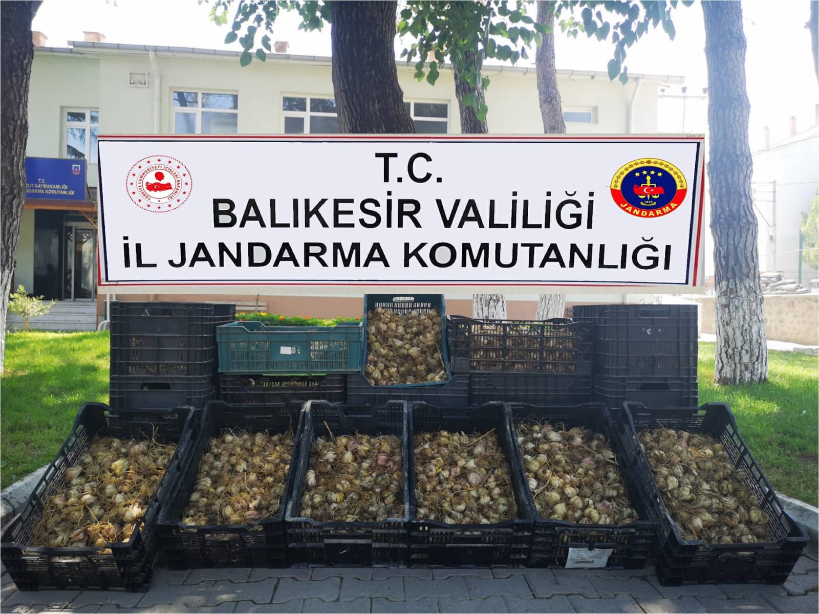 KAÇAK ZAMBAK SOĞANI TOPLAYAN KİŞİYE 60 BİN TL CEZA