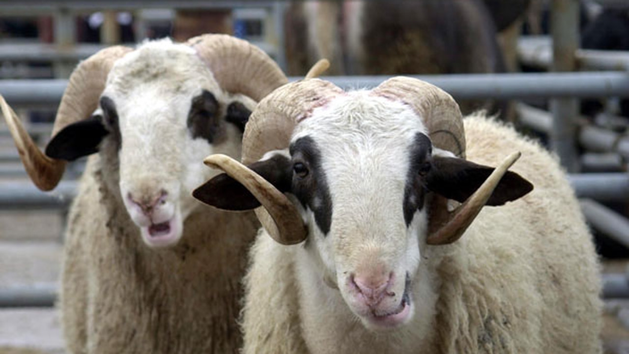 BALIKESİR’DE KURBAN BAYRAMI TEDBİRLERİ