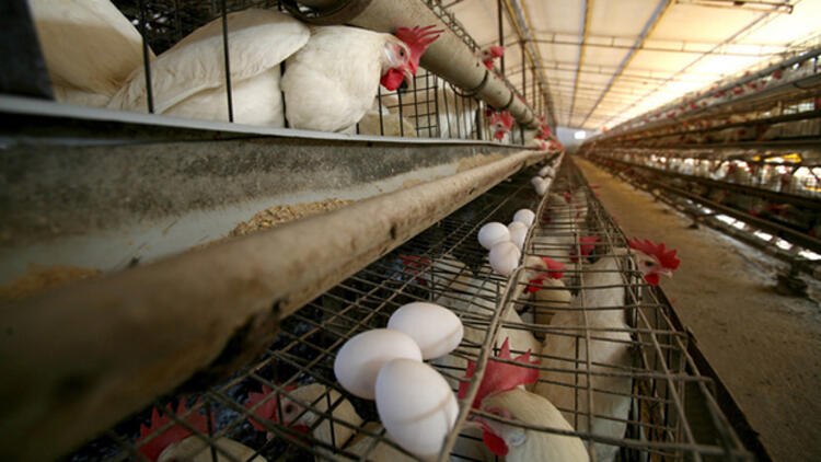 TAVUK YUMURTASI ÜRETİMİNDE 1.5 MİLYAR GERİLEME YAŞANDI