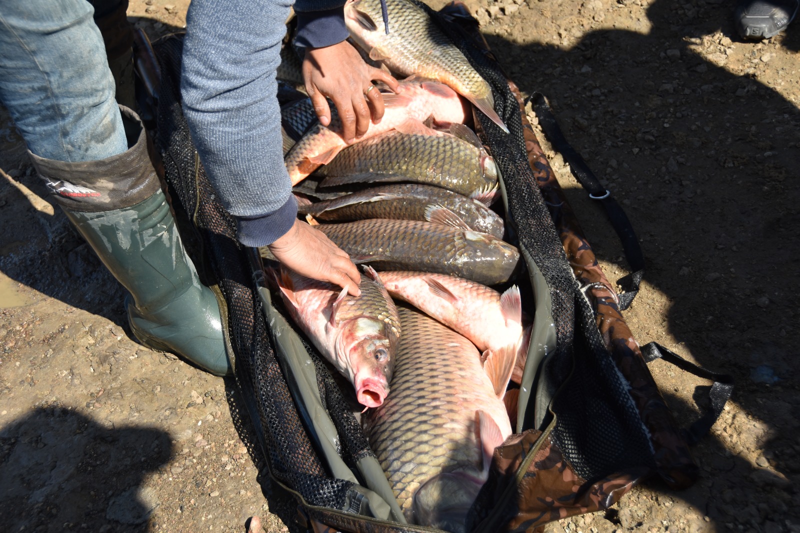 AMATÖR BALIKÇILAR ŞAMLI’DA OLTA ATTI