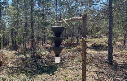 Balıkesir Orman Müdürlüğü’nden On İki Dişli Çam Kabuk Böceği İle Mücadele