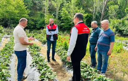 Çakırdere’de 2024’ün İlk Çilek Hasadı Başladı