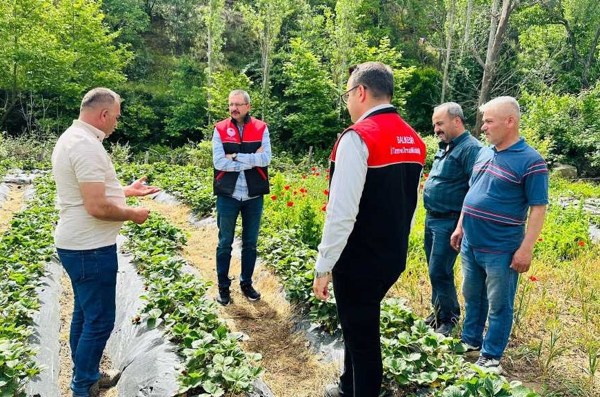 Çakırdere’de 2024’ün İlk Çilek Hasadı Başladı