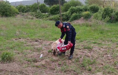 Balıkesir İl Jandarma Komutanlığından Sokak Hayvanlarına Destek