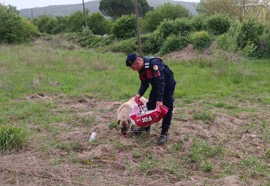 Balıkesir İl Jandarma Komutanlığından Sokak Hayvanlarına Destek