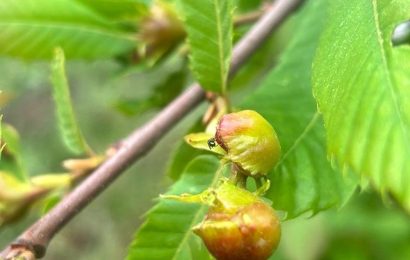 Balıkesir’de Kestane Gal Arısı İle Mücadele