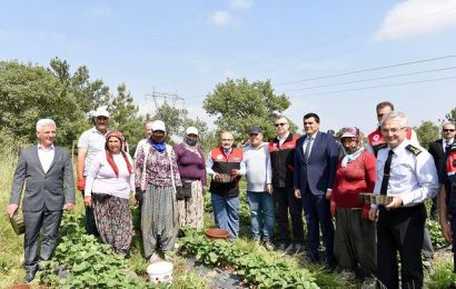 Balıkesir’de Çilek Hasadı Tüm Hızıyla Devam Ediyor