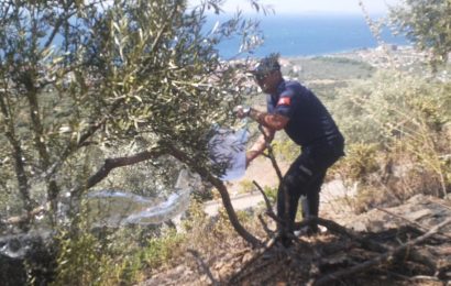 Zeytinlik ve Ormanlık Alandaki Yangın Zabıta ve İtfaiye İşbirliğiyle Söndürüldü