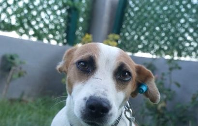 Sokak Hayvanlarına Büyük Destek: Balıkesir’de Sevindirici Seferberlik