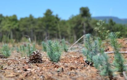 Balıkesir Ormanlarında Sürdürülebilir Başarı: Kızılçam Fidanlarında %85 Başarı Oranı
