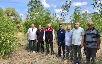 Balıkesir’de Hünnap Hasat Sezonu Başladı