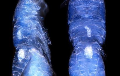 Yeni Bir Canlı Türü Keşfedildi