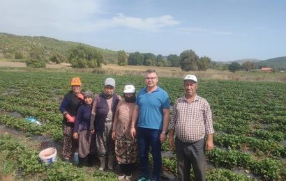 İvrindi’de Bereketli Topraklarda Çilek Hasadı Sürüyor