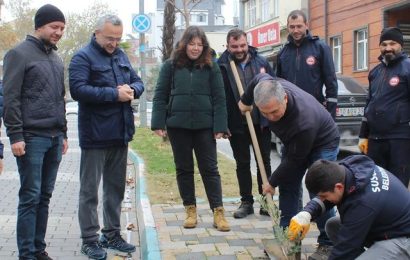 Susurluk’ta Yeni Zeytin Fidanları Ekildi