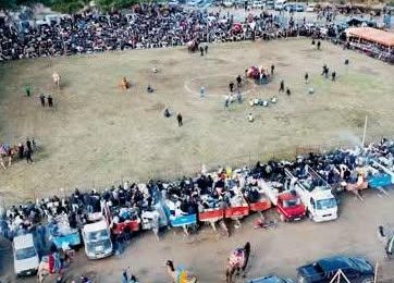 Geleneksel Pelitköy Deve Güreşleri Burhaniye’de Gerçekleştirildi