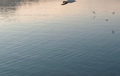 Ayvalık Belediye Başkanı Mesut Ergin’den Duygusal Mesaj