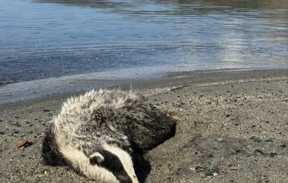 Erdek Sahilinde Porsuk Ölüleri Şaşkınlık Yarattı