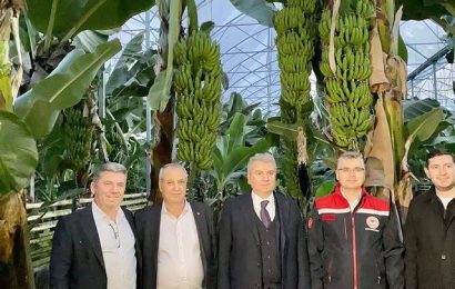 Gönen’de Muz Üretimi Devam Ediyor