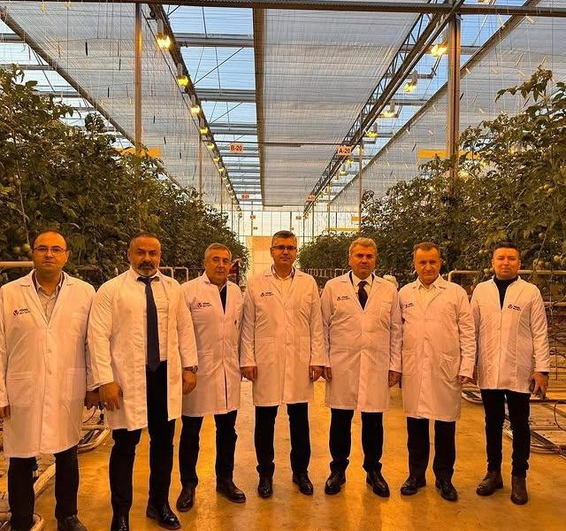 Bandırma’da Modern Seralarda Domates Üretimi Devam Ediyor