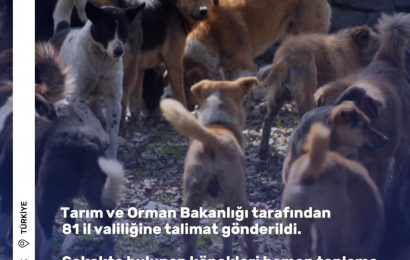 Sokak Köpeklerinin Toplanması İçin Yeni Düzenleme: Cezalar Kapıda