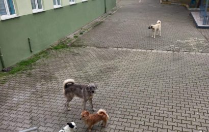 Okul Çevrelerindeki Başıboş Köpekler Velileri Endişelendiriyor