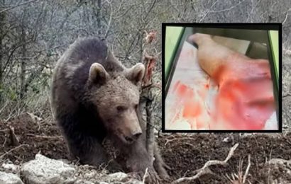 Balıkesir’de Zeytin İşçisine Ayı Saldırısı