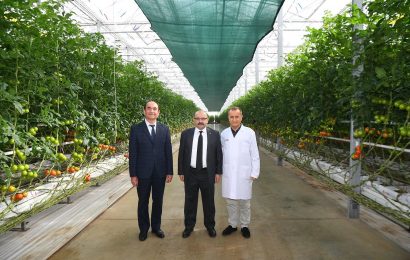 Balıkesir’de Topraksız Tarım İle Domates Üretimi Arttı
