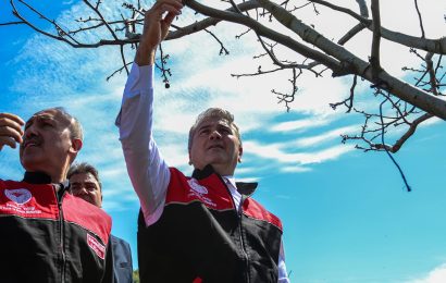 Altıeylül Halkapınar’da Zirai Don Zararı İncelemeleri