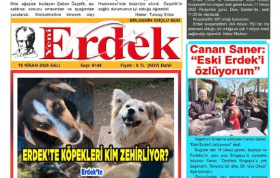 Erdek’te Zeytin Hasadı Başladı, Üreticiler Sezonla İlgili Umutlu