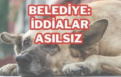Gönen’de Sokak Köpekleri Uyutulacak İddiaları Yalanlandı