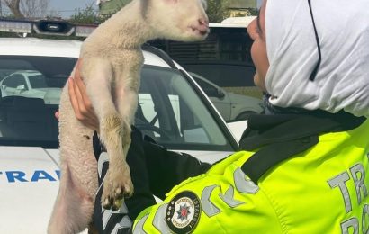 Ehliyetsiz ve Ruhsatsız Sürücü Kuzu Çevirmeyle Cezadan Kurtulamadı
