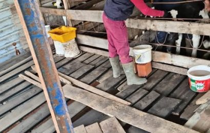 Gönen Sarıköy’de Şap Aşılama Çalışmaları Başladı