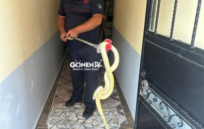 Karşıyaka’da Evde Yakalanan Yılan Doğal Ortamına Bırakıldı