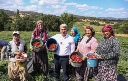 İvrindi’de Çilek Hasadı: Çiftçilerle Birlikte Bereketli Anlar