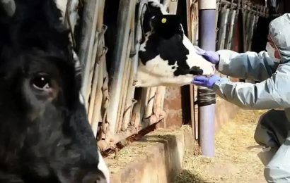 Gönen’de Şap Hastalığı Nedeniyle Karantina Kararı Alındı