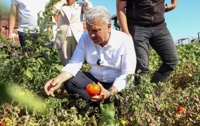 Balıkesir’de Domates Hasadı Başladı: Köseler Köyü Türkiye’nin Sebze İhtiyacına Katkı Sağlıyor