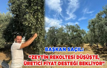 Erdek’te Zeytin Rekoltesinde Düşüş: Üreticiler İçin Fiyat Desteği Çağrısı Erdek’te Zeytin Rekoltesinde Düşüş: Üreticiler İçin Fiyat Desteği Çağrısı