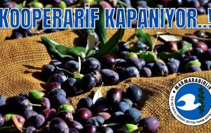 Erdek’te Zeytin Alım Kampanyası 14 Aralık’ta Sona Eriyor